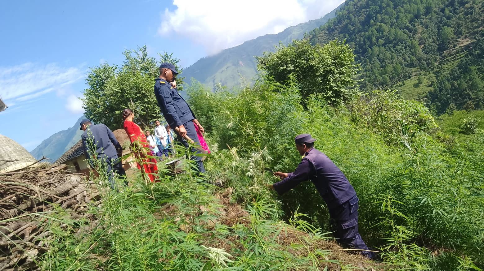 बैतडीमा प्रहरीले शुरु गर्यो गाँजा फडानी अभियान 
